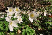 Festa di fiori sui sentieri per il Monte Ubione-19mar24